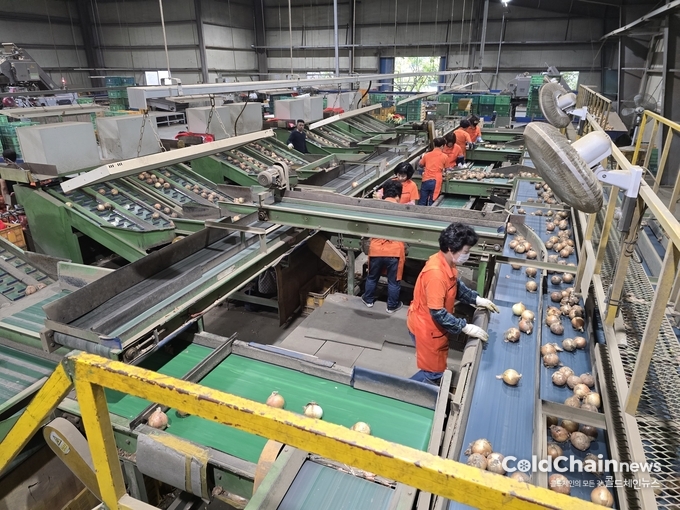 신미네영농법인 APC 양파선별장.