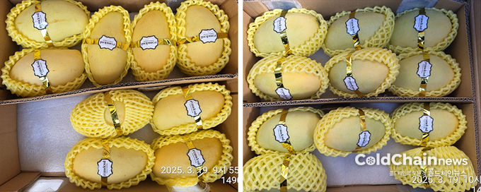 CA컨테이너 현장실증 17일 후, 저온저장 망고(좌)와 CA저장 망고 비교.