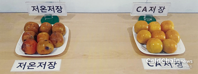 저온저장 감(좌)과 CA저장 감 비교.